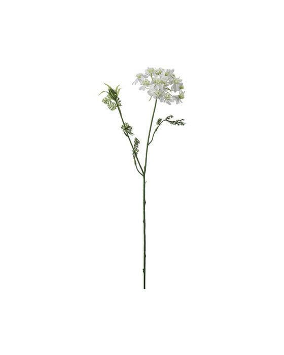 Blomsterkörvel vit