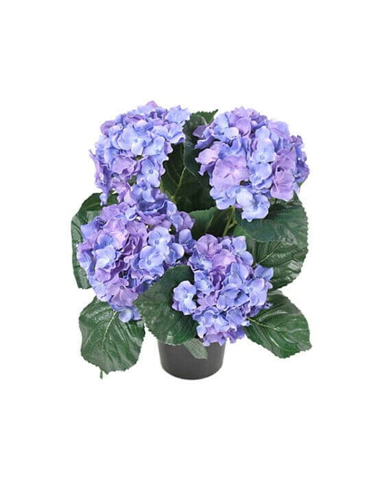 Hortensia krukväxt blå