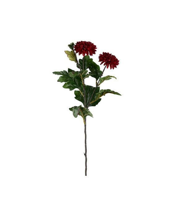 Krysantemum snittblomma vinröd