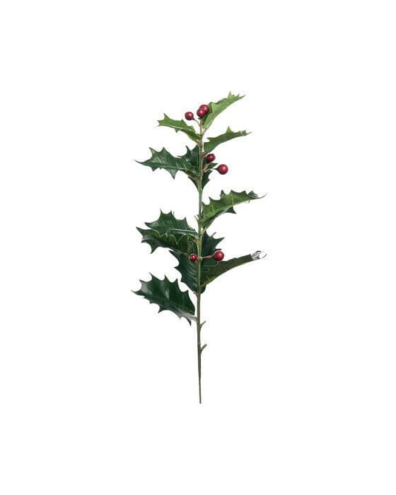 Holly järnek snittblomma
