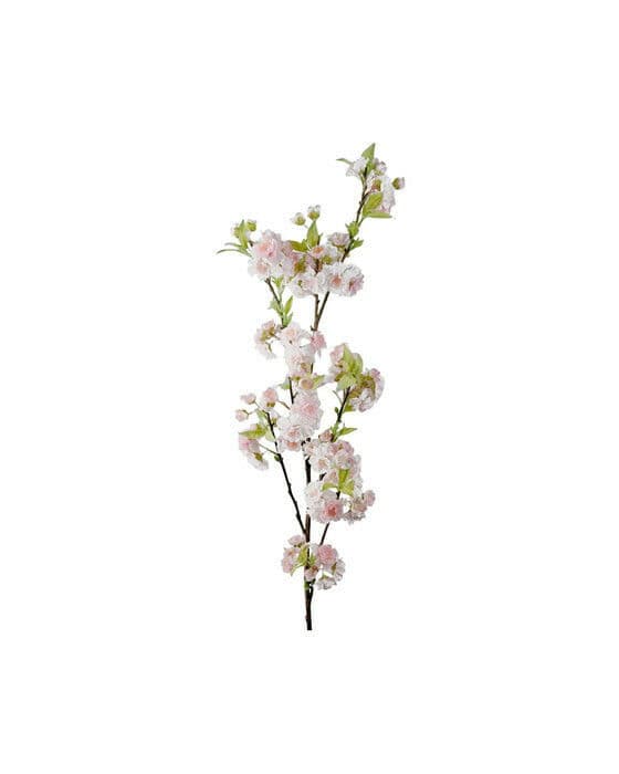 Körsbär snittblomma rosa