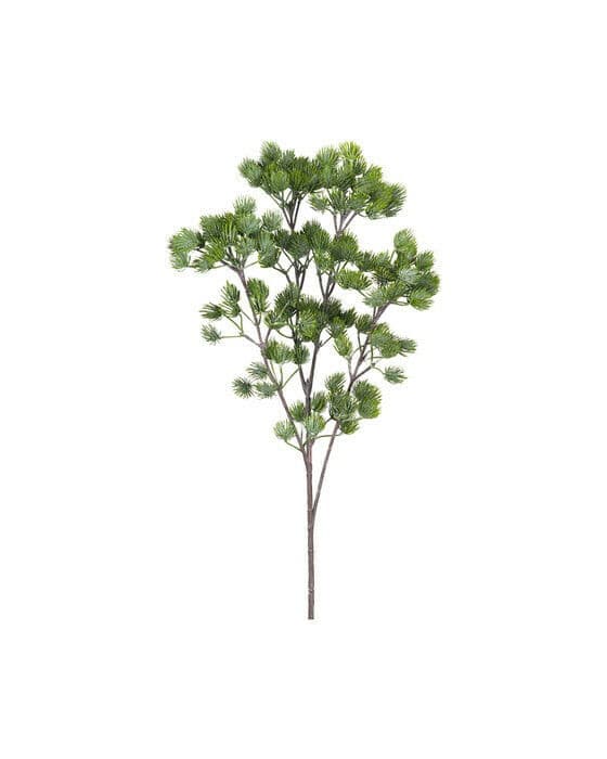 Lärkkvist snittblomma grön