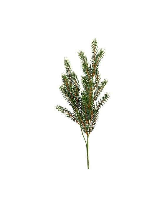 Weise grankvist snittblomma grön