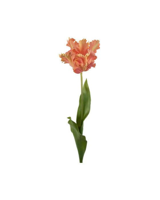 Papegojtulpan snittblomma aprikos