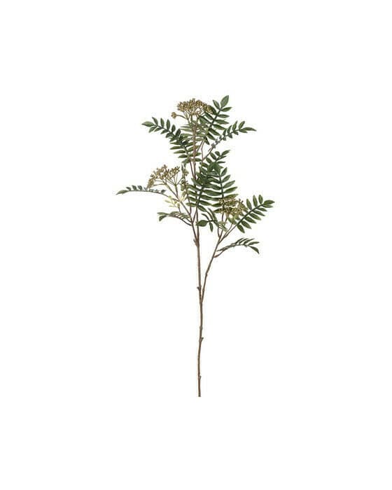 Rönn snittblomma grön