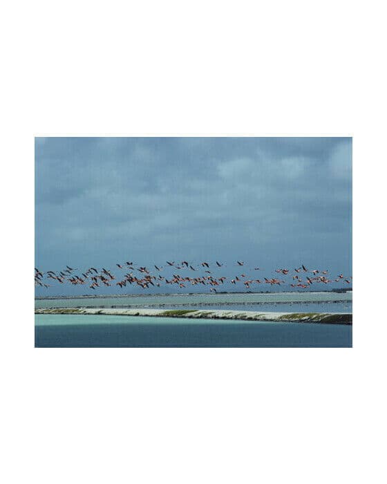Flamingos In Flight