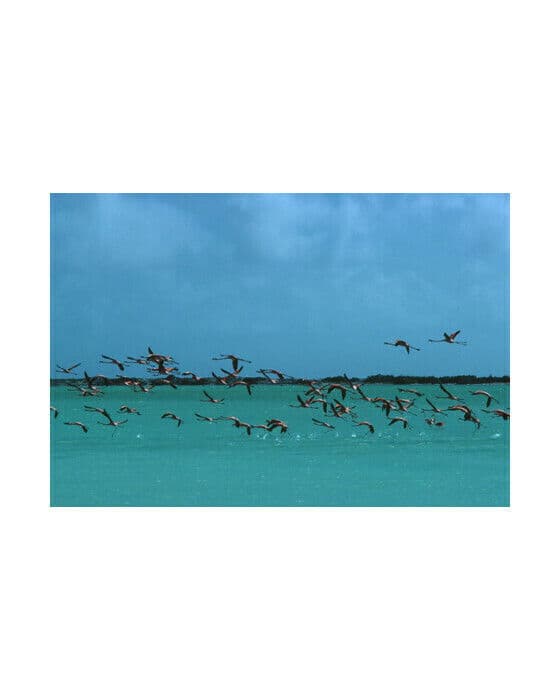 Flamingos In Curacao