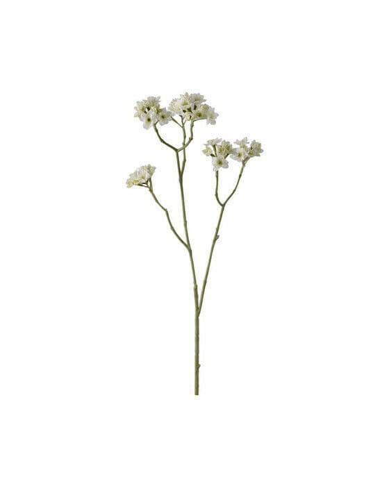Blomkvist snittblomma vit