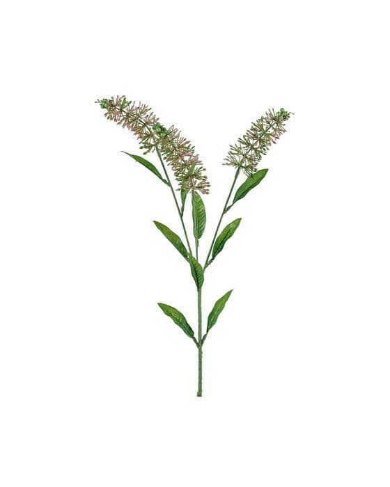 Astilbe snittblomma rosa